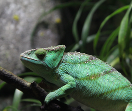 green chameleon